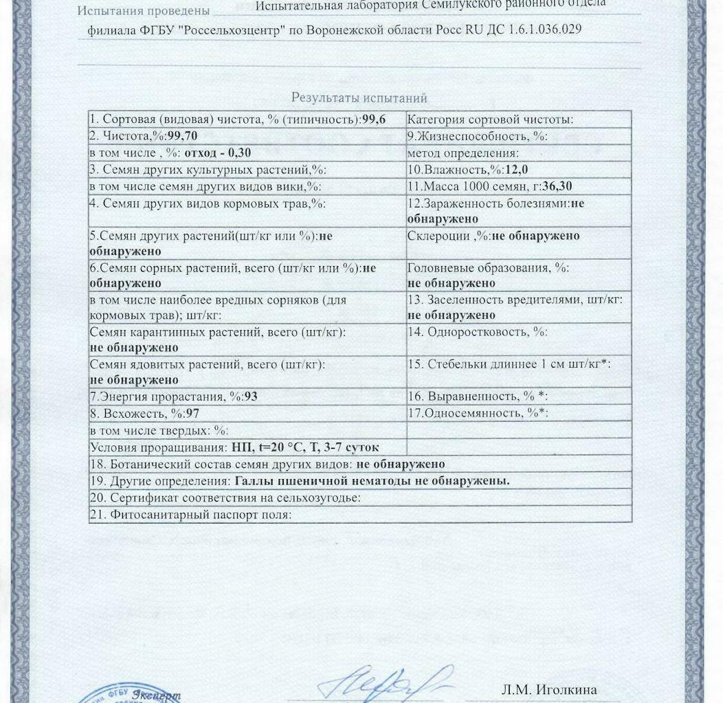 Пшеница мягкая озимая Безостая 100 Пшеница мягкая озимая Безостая 100
